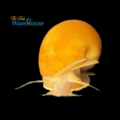 Gold Mystery Snail (Pomacea bridgesii)