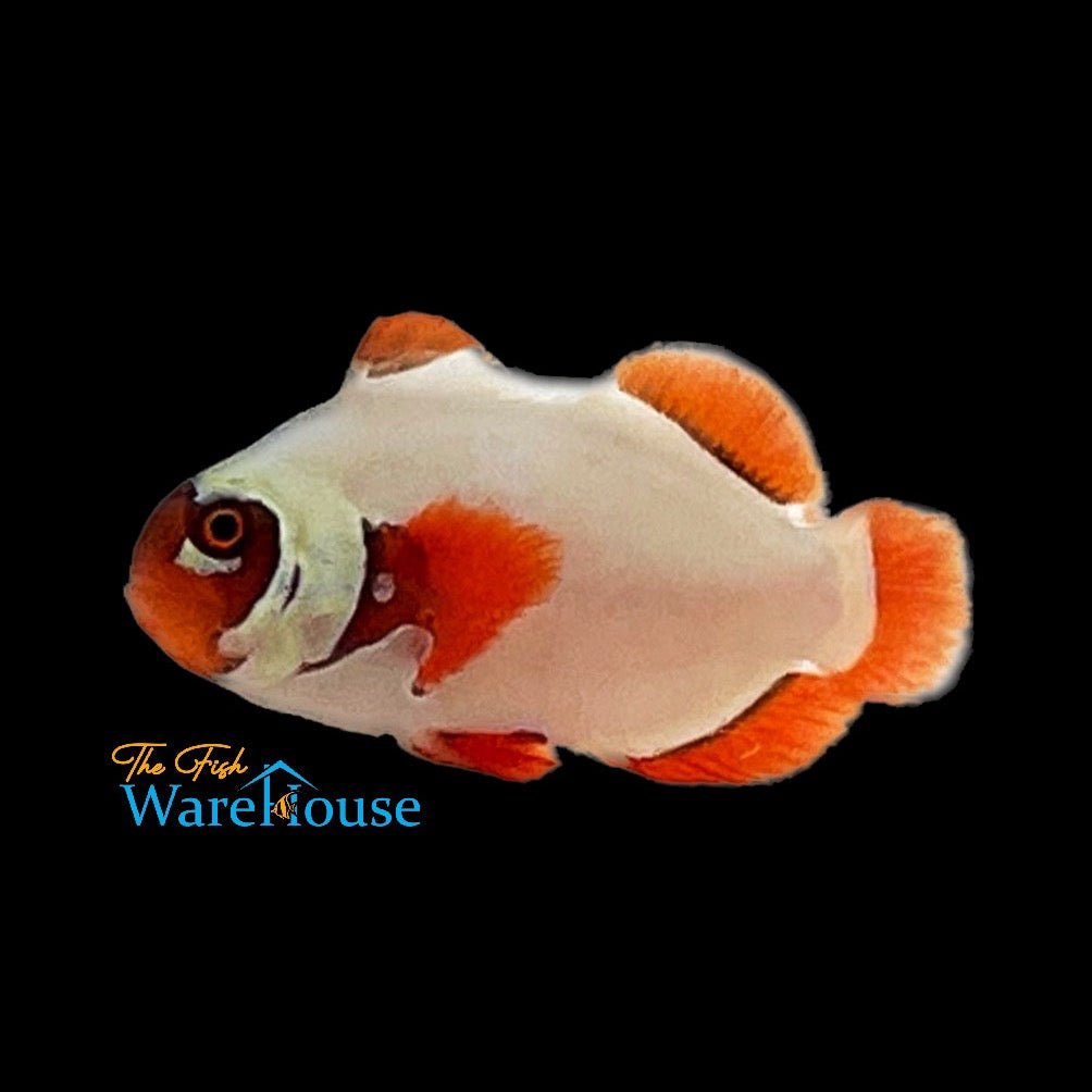 Gold Nugget Clownfish (Premnas biaculeatus)