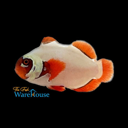 Gold Nugget Clownfish (Premnas biaculeatus)