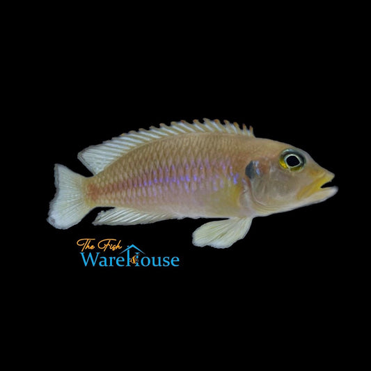 Gold Ocellatus Cichlid (Lamprologus ocellatus gold)