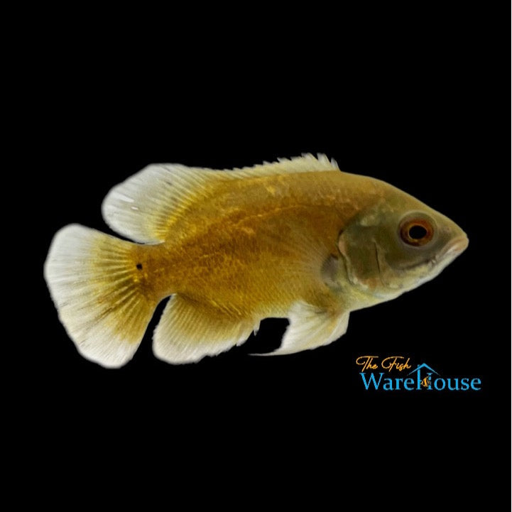 Gold Oscar (Astronotus ocellatus)