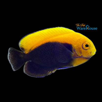 Fireball Angelfish (Centropyge aurantonotus)