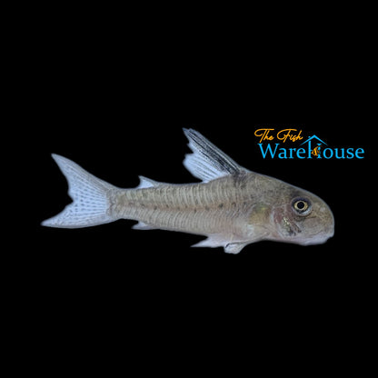 Alto Vaupes Cory (Corydoras cw104)