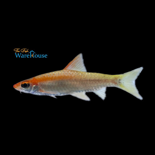 Gold Roseline Shark (Sahyadria denisonii gold)