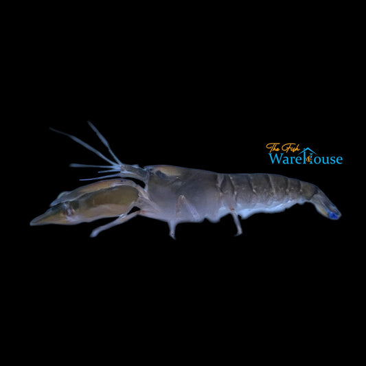 Freshwater Pistol Shrimp (Alphaeus cyanoteles)