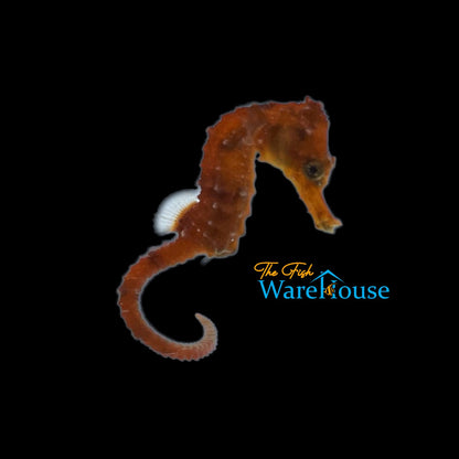 Orange Brazilian Longsnout Seahorse - Captive Bred (Hippocampus reidi)