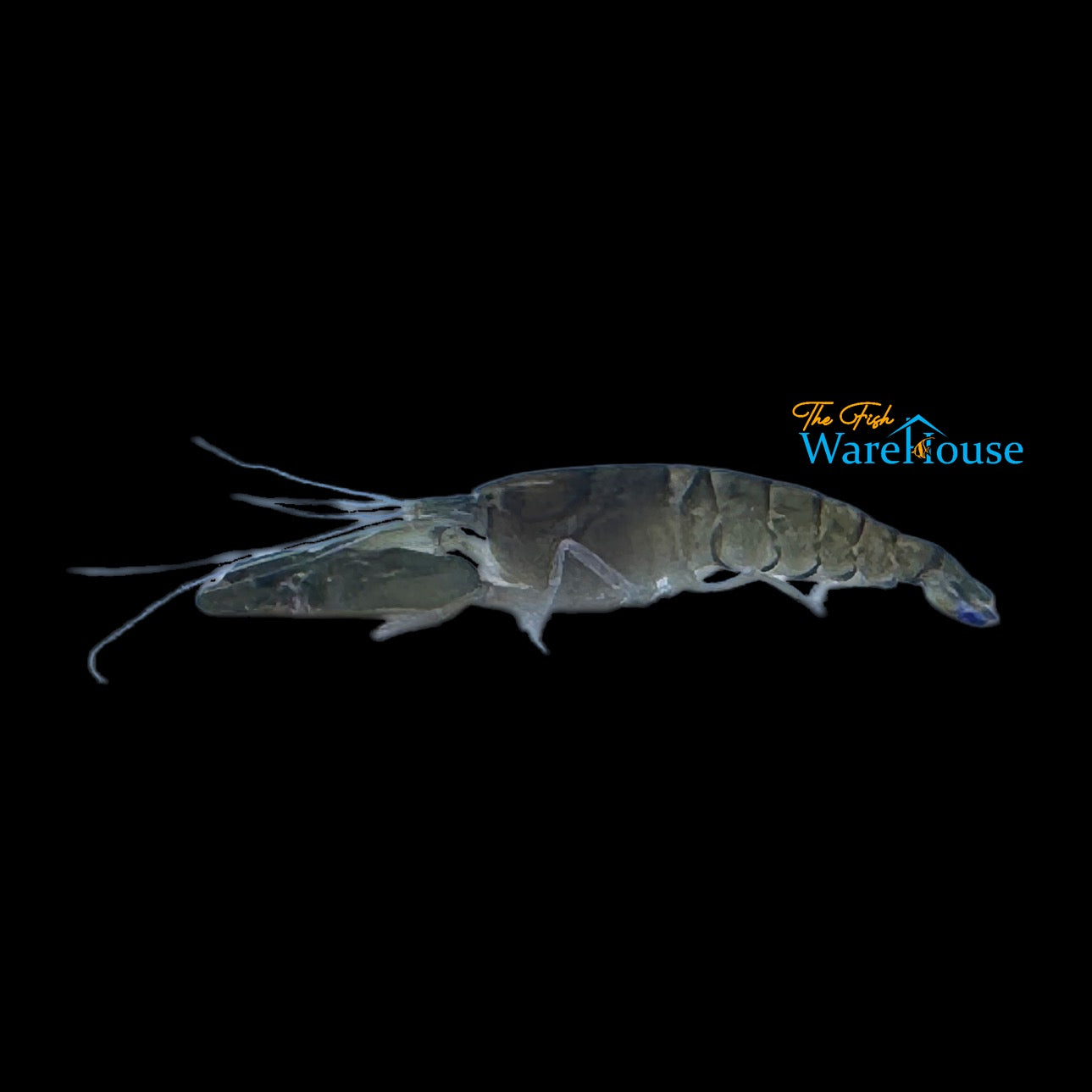 Freshwater Pistol Shrimp (Alphaeus cyanoteles)