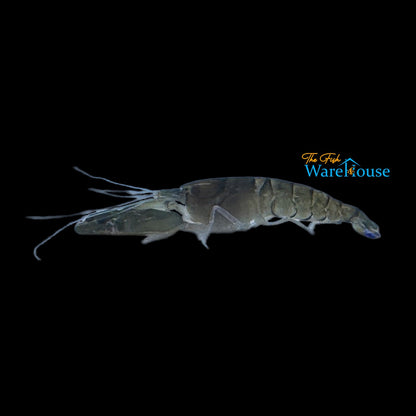 Freshwater Pistol Shrimp (Alphaeus cyanoteles)