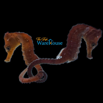 Orange Brazilian Longsnout Seahorse - Captive Bred (Hippocampus reidi)