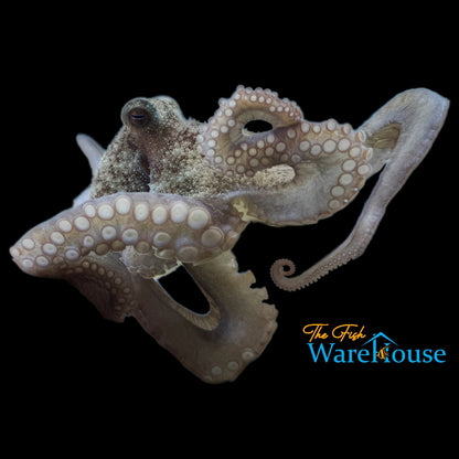 Caribbean Reef Octopus (Octopus briareus)