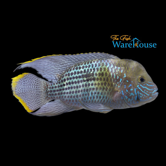 Gold Saum Cichlid (Andinoacara rivulatus)