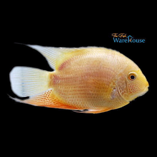 Gold Severum (Heros severus)