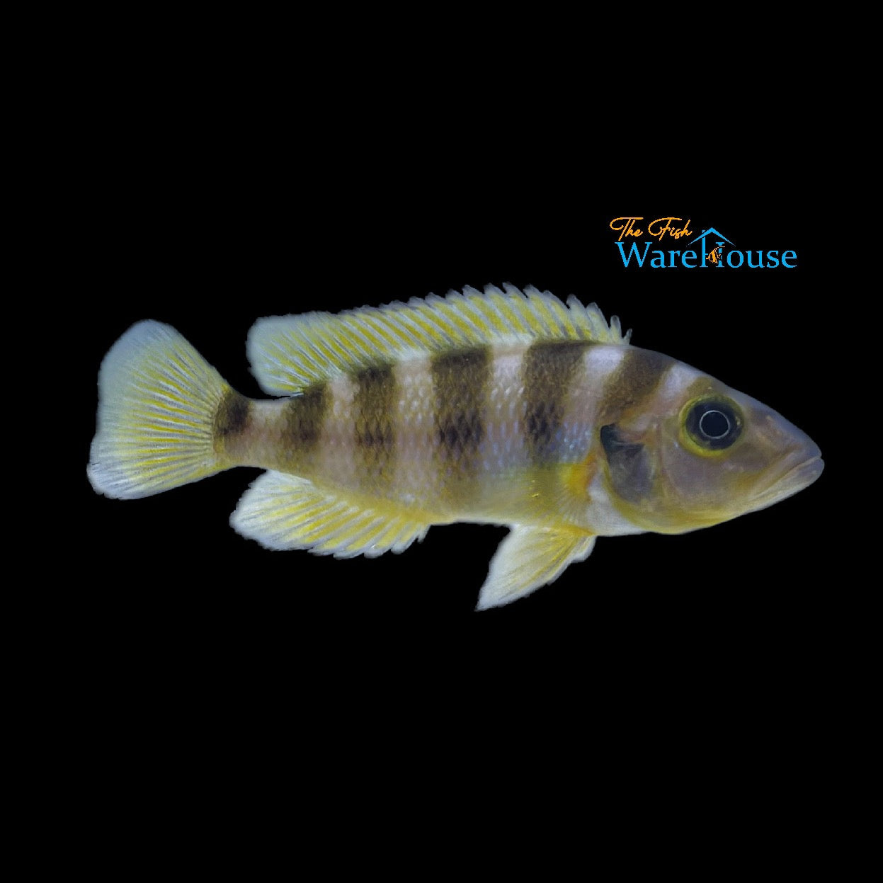 Gold Sexfasciatus Cichlid (Neolamprologus sexfasciatus gold)