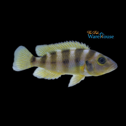 Gold Sexfasciatus Cichlid (Neolamprologus sexfasciatus gold)