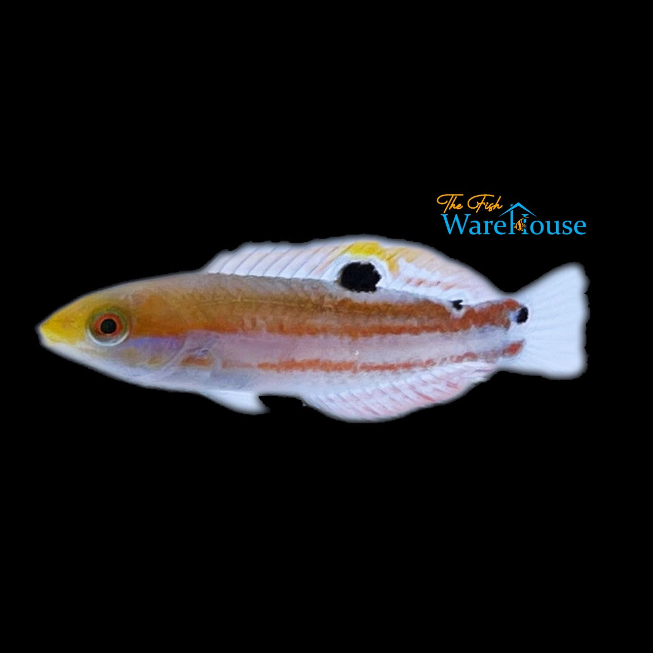 Brazilian Wrasse (Halichoeres brasiliensis)