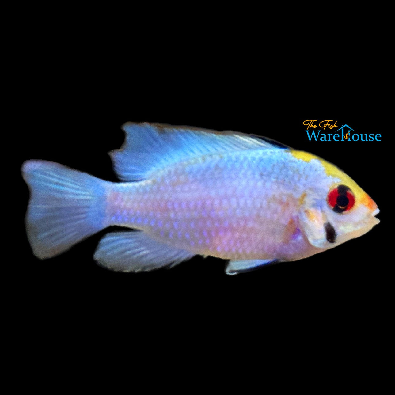 Super Neon Blue Ram (Mikrogeophagus ramirezi super neon blue)