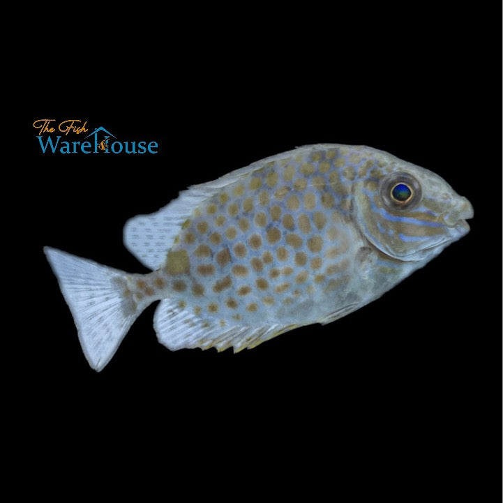 Gold Spotted Rabbitfish (Siganus guttatus)