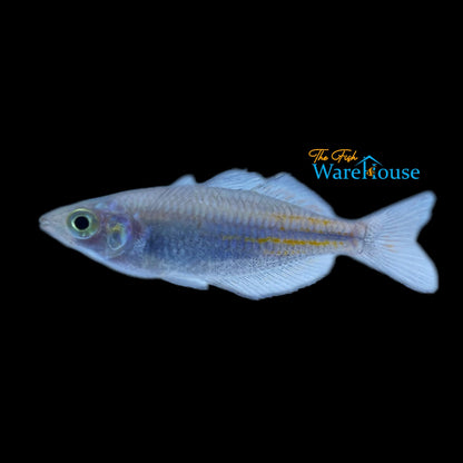 Ajamaru Rainbowfish (Melanotaenia ajamaruensis)