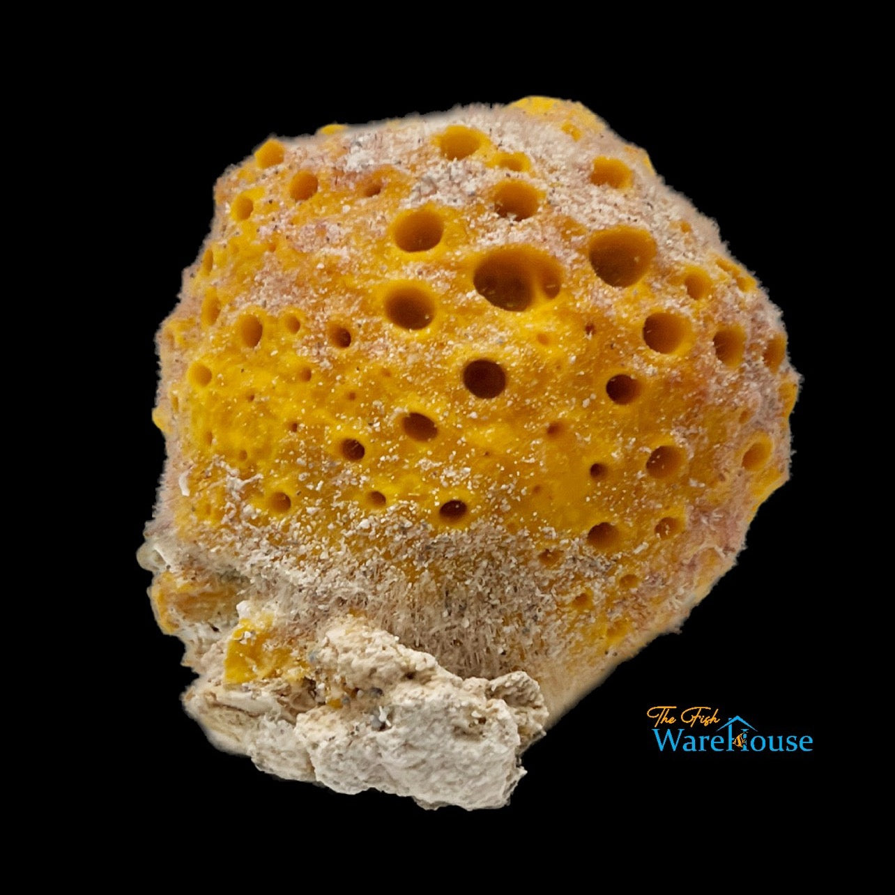 Yellow Ball Sponge (Cinachyra alloclada)