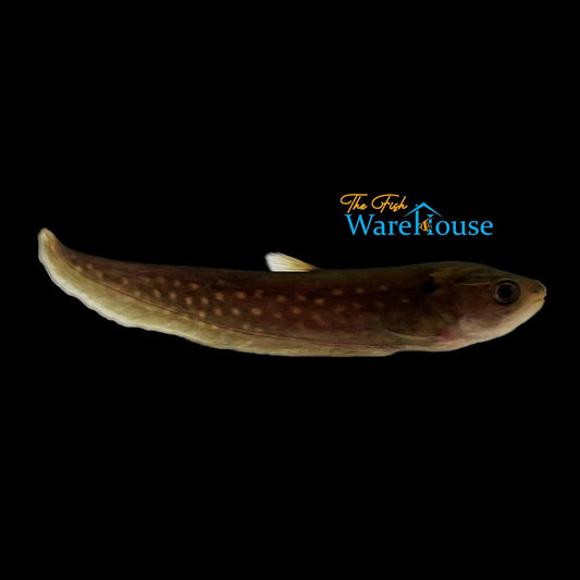 Gold Spotted Reticulated Knifefish (Papyrocranus afer)