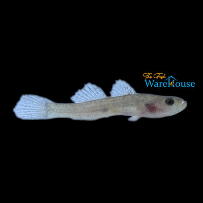 Cameroon Sleeper Goby (Kribia kribensis)