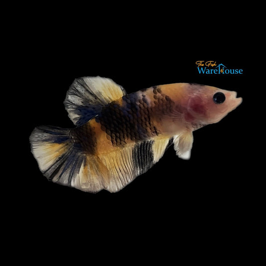 Yellow / Blue Tiger Koi Plakat Betta - Male (Betta splendens)