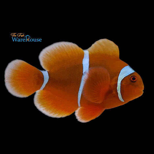 Gold Stripe Maroon Clownfish - Captive Bred (Premnas biaculeatus)