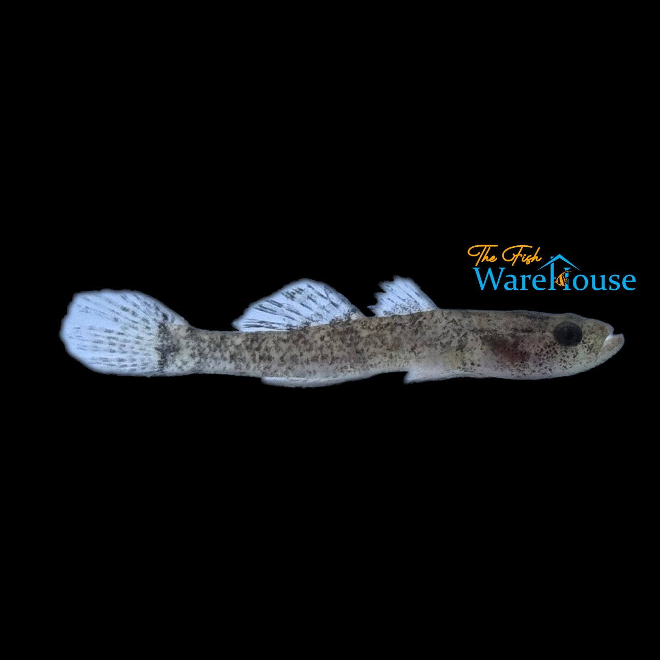 Cameroon Sleeper Goby (Kribia kribensis)