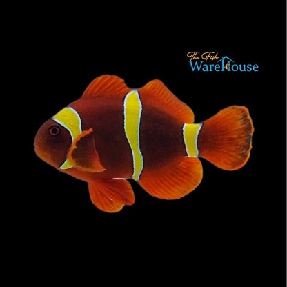 Gold Stripe Maroon Clownfish - Wild (Premnas biaculeatus)