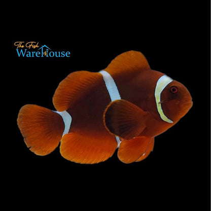 Gold Stripe Maroon Clownfish - Wild (Premnas biaculeatus)