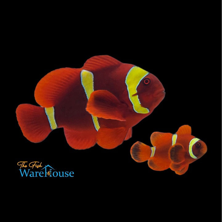 Gold Stripe Maroon Clownfish - Wild (Premnas biaculeatus)