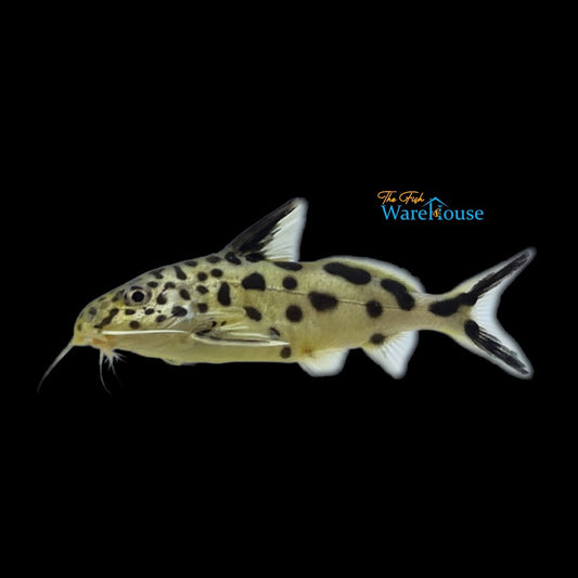 Gold Synodontis Multipunctatus