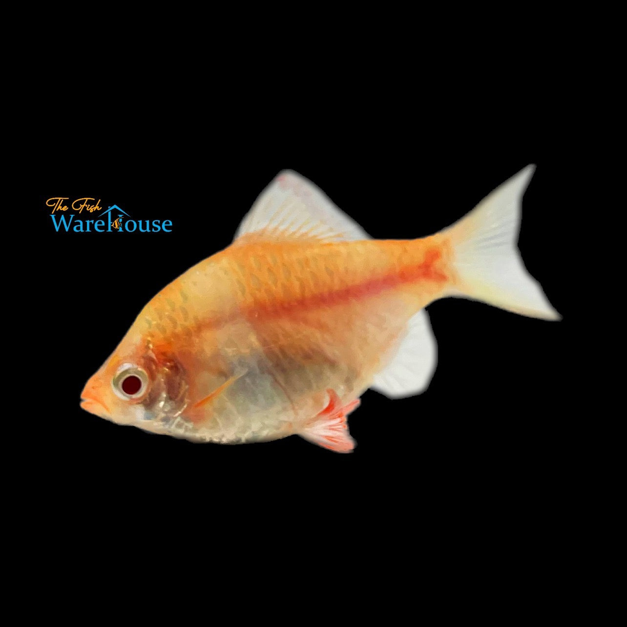 Golden Albino Tiger Barb (Puntigrus tetrazona 'Golden Albino')