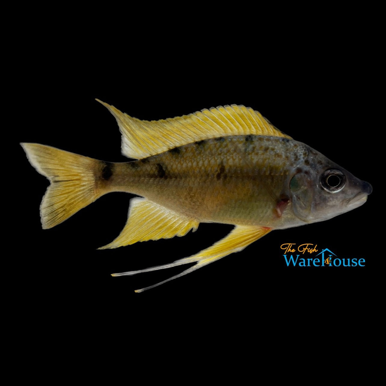 Gold Tiger Nasuta Cichlid (Ophthalmotilapia nasuta)