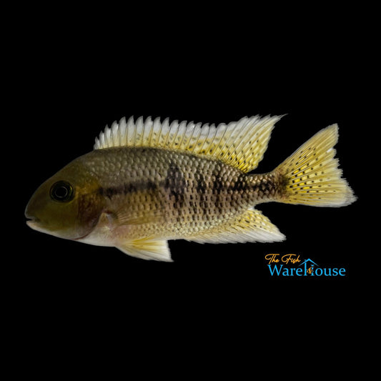 Nicaraguan Cichlid (Hypsophrys nicaraguensis)