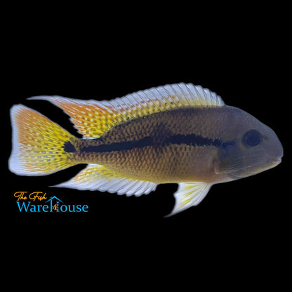 Nicaraguan Cichlid (Hypsophrys nicaraguensis)