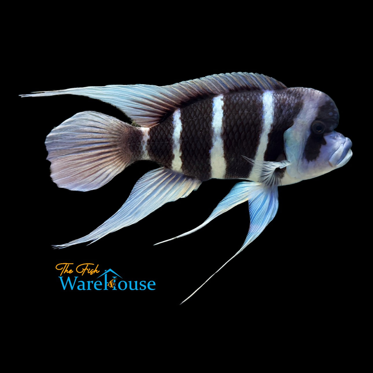 Blue Moba Frontosa (Cyphotilapia gibberosa 'Moba')