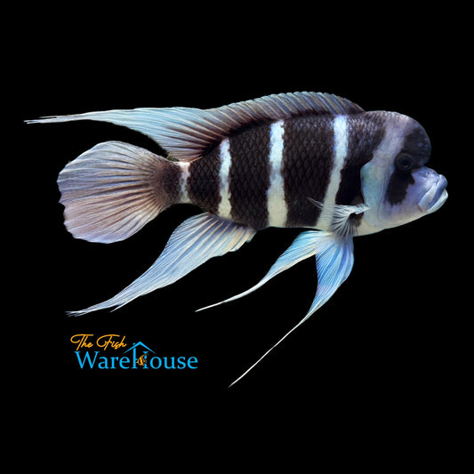 Blue Moba Frontosa (Cyphotilapia gibberosa 'Moba')