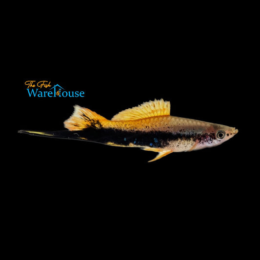 Gold Tuxedo Swordtail (Xiphophorus helleri)