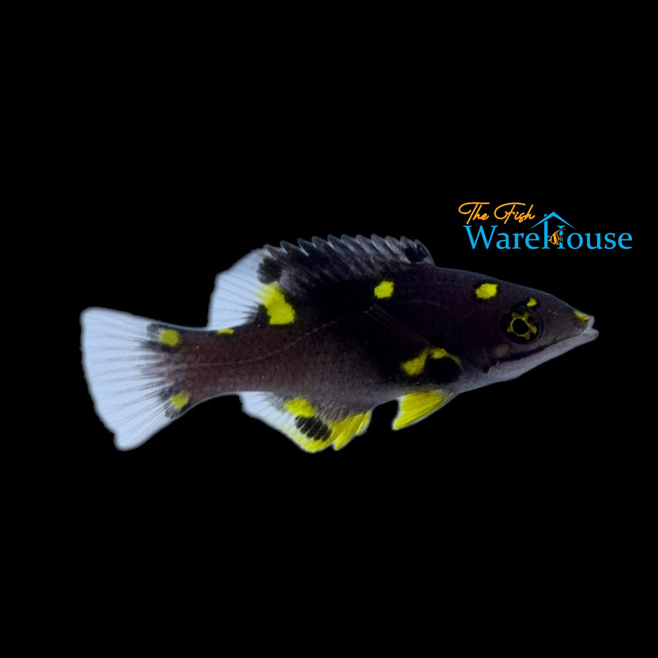 Coral 'Eclipse' Hogfish - Juvenile (Bodianus mesothorax)