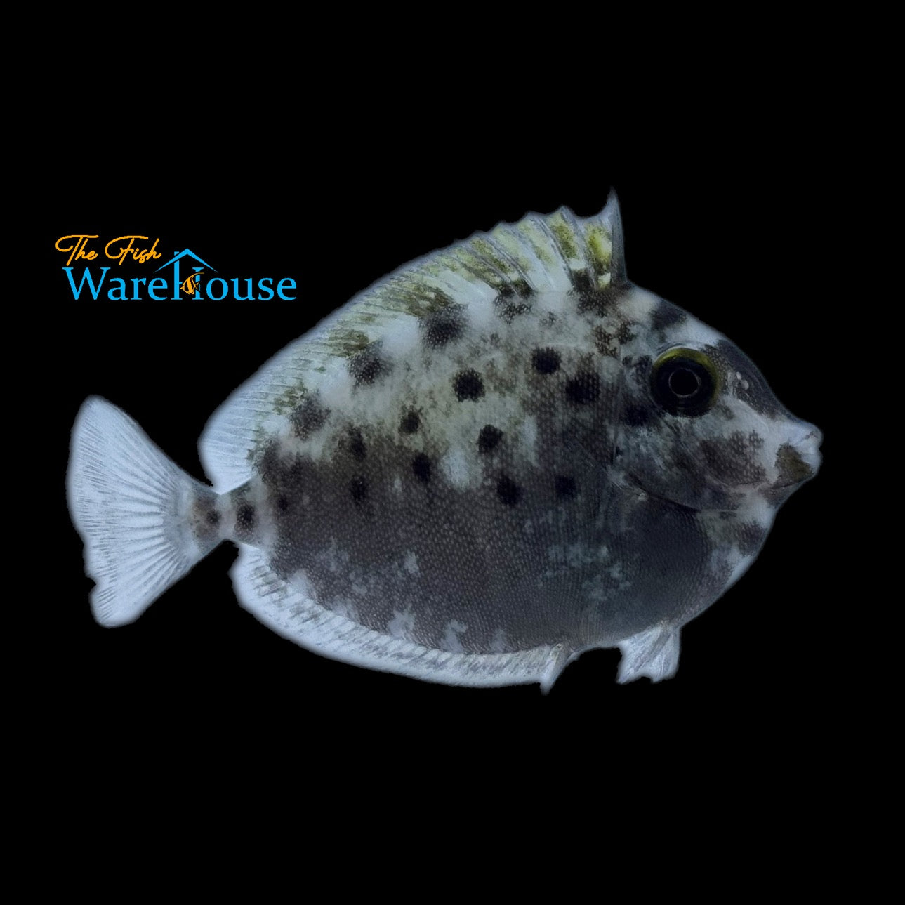 Humpnose Unicorn Tang (Naso tuberosus)