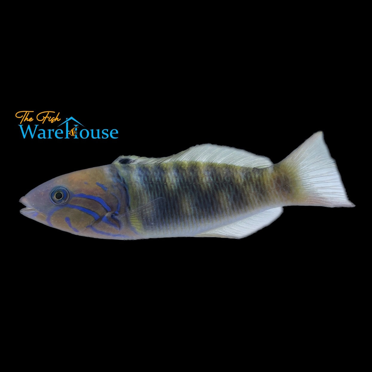 Goldbar Wrasse (Thalassoma hebraicum)