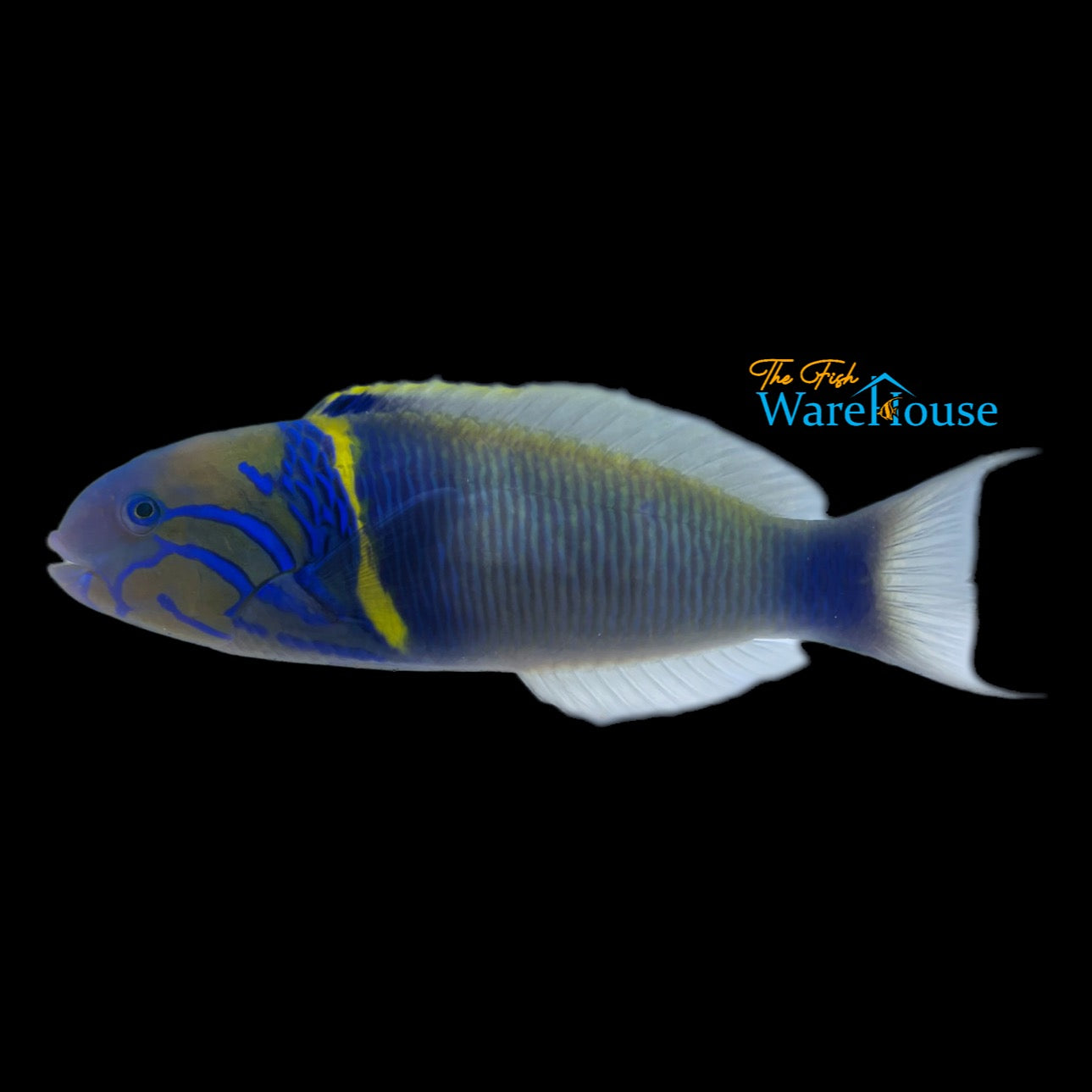 Goldbar Wrasse (Thalassoma hebraicum)