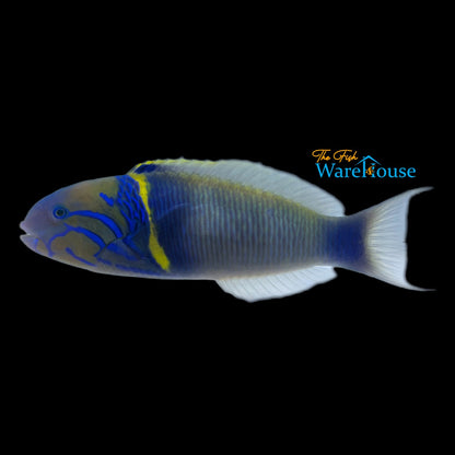 Goldbar Wrasse (Thalassoma hebraicum)