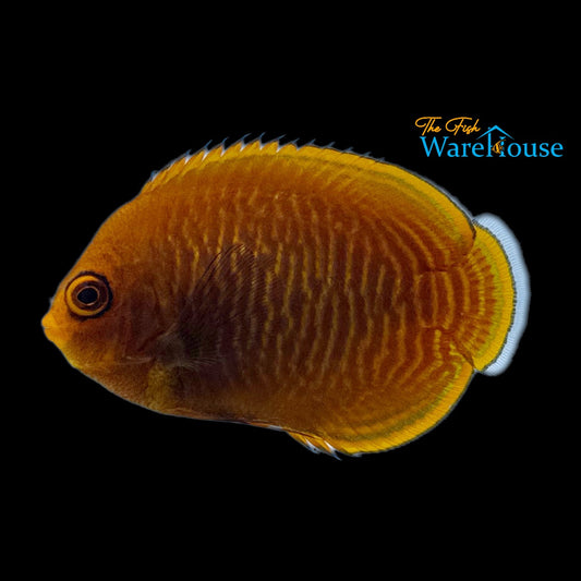 Golden Angelfish (Centropyge aurantia)