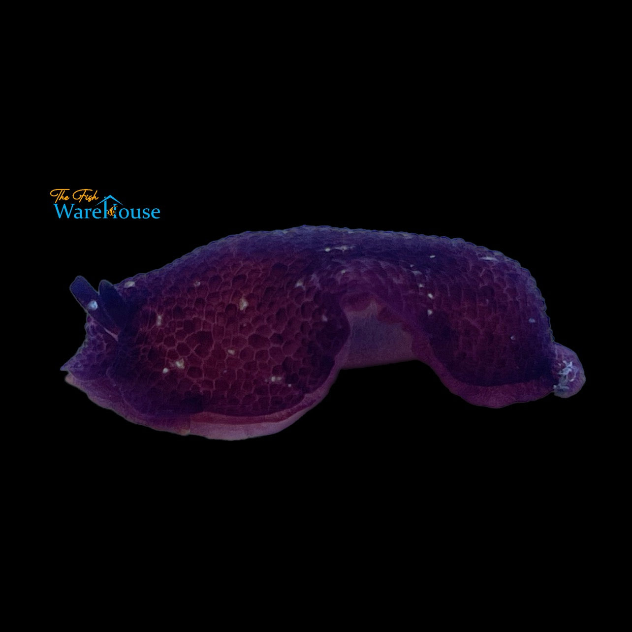 Grand Sidegill Sea Slug (Pleurobranchus grandis)