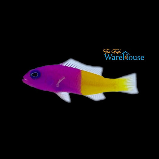 Bicolor Dottyback (Pictichromis paccagnellae)