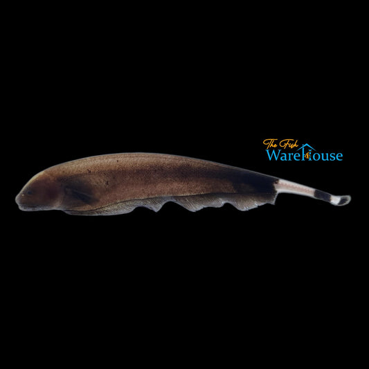 Golden Back Black Ghost Knifefish (Apteronotus albifrons)