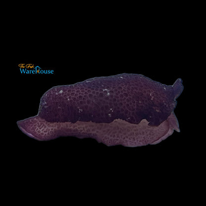 Grand Sidegill Sea Slug (Pleurobranchus grandis)