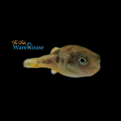 Indian Dwarf 'BB' Puffer (Carinotetraodon travancoricus)